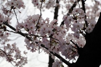 桜 (800x533) (640x426)